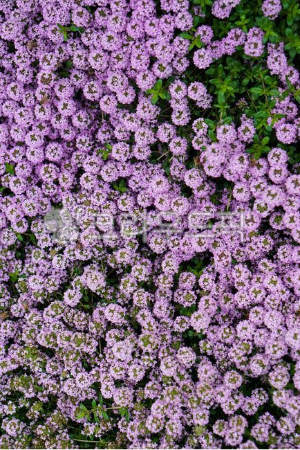 alyssum,heliotrope,In Alyssum,Adionema,Camelauchium genus