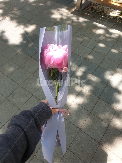 꽃,flower,분홍꽃,작약,이쁨,꽃,flower