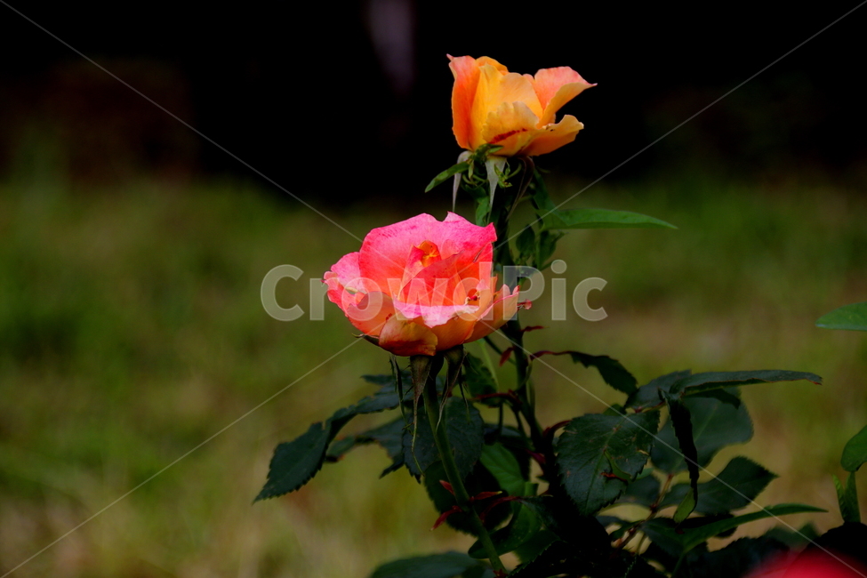봄,장미,식물,자연,꽃,식물,자연,plants,nature,꽃,flower