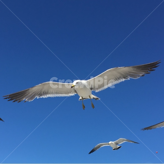 새,조류,갈매기,하늘,파란하늘,동물,animal,조류,새,birds