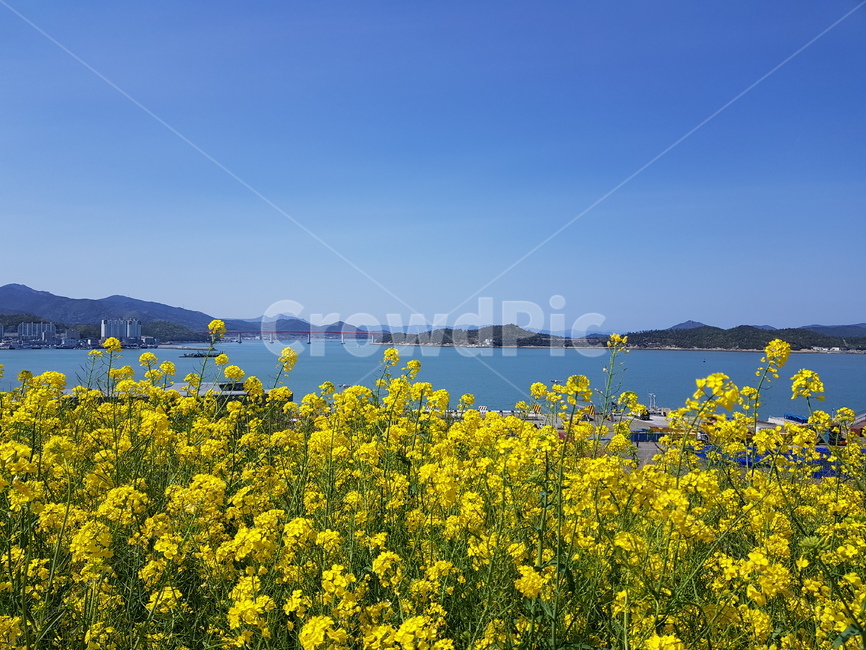 바다,유채꽃,바다풍경,꽃배경,flower