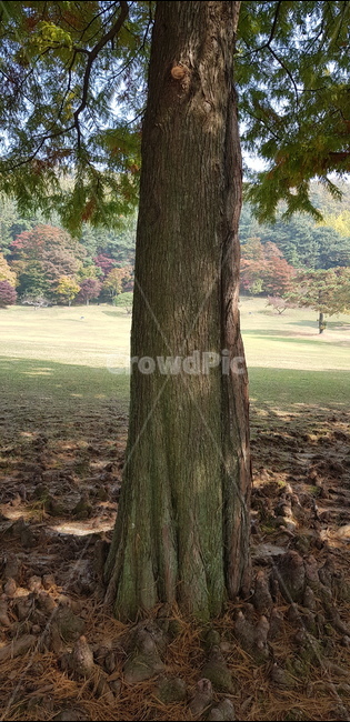 가을,단풍,낙엽,큰나무,잔디,풀,초록,자연,가을풍경,나무뿌리,연두,나무,나무줄기,식물,나무껍데기,딱딱함,treetrunk,plant
