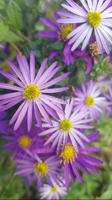 꽃,들꽃,flower,wildflower,꽃잎,petal,floralleaf