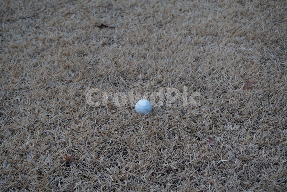 가을잔디,골프공,잔디,골프,마른잔디,스포츠,ball,sport,스포츠,레저,운동,sports,leisure,exercise