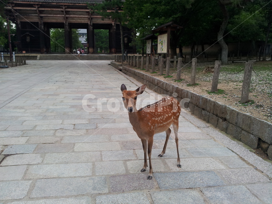 사슴,동물,포유류,야생동물,animal,deer,동물,animal,포유류,mammal