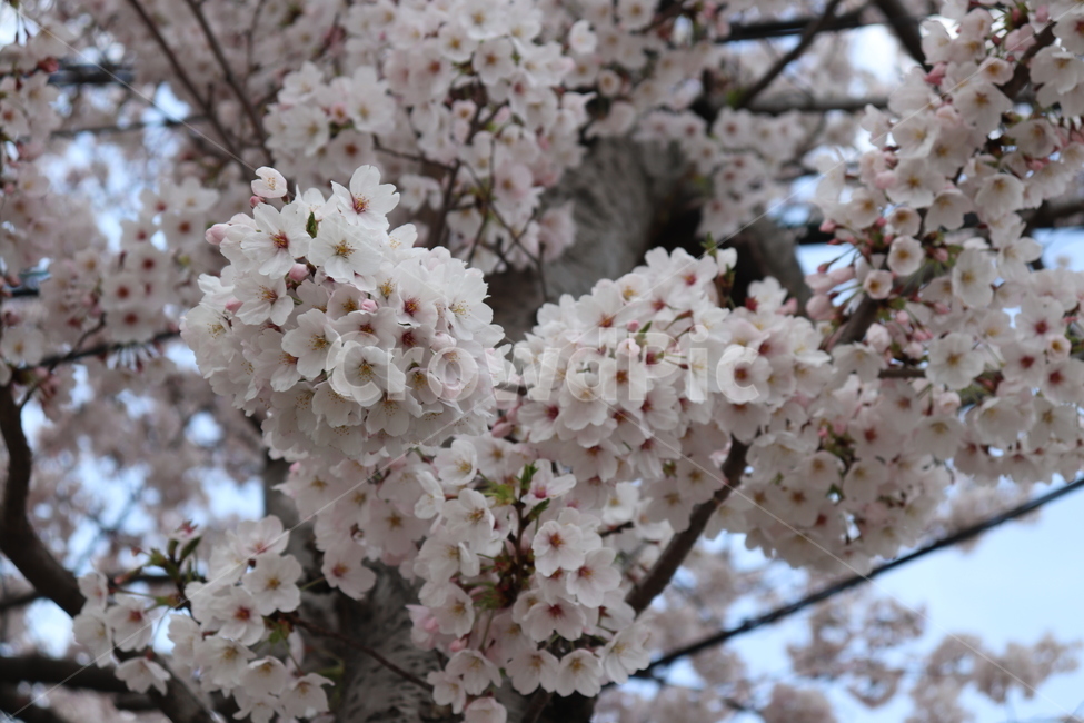 plant,식물,flower,blossom,꽃,cherryblossom,벚꽃