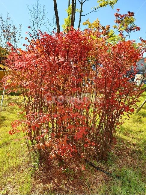 arrow tree,plant,tree,autumn,Maple