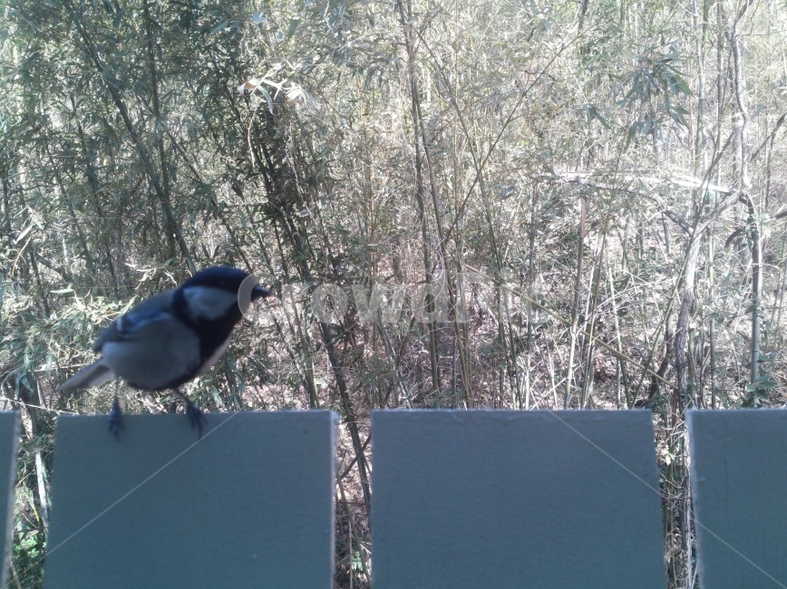 풍경,새,대나무,창가,동물,동물,animal,조류,새,birds