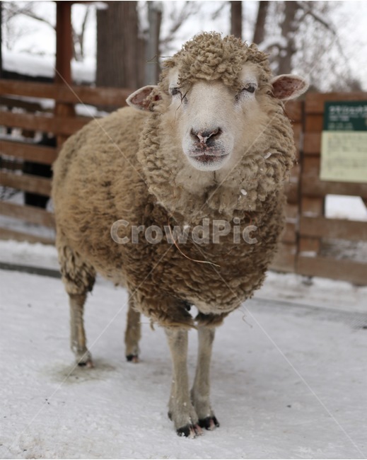 양,sheep,동물원,동물,zoo,animal,겨울,계절,winter,season,동물,animal,포유류,mammal