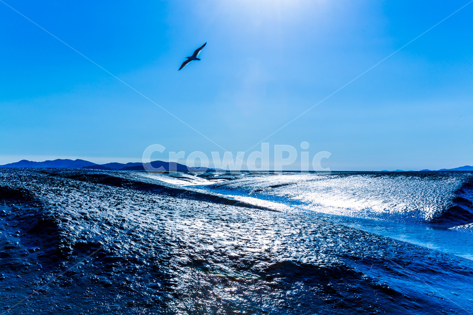 영종도,썰물,갯벌,환경,낙조,하늘,자연,풍경,nature,landscape,한국자연풍경,한국자연경관,korea nature landscape,동물,animal,조류,새,birds,outdoors,옥외,sea,바다,ocean,대양,water,물,bird,flying,나는