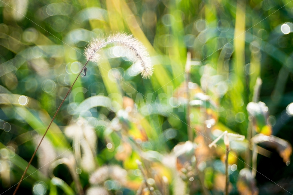 가을,아침,이슬,강아지풀,자연,감성,보케,autumn,bokeh,가을,계절,fall,autumn,season,식물,자연,plants,nature,감성,sensible,feeling,휴식,힐링,rest,relaxation,healing,plant,grass,잔디