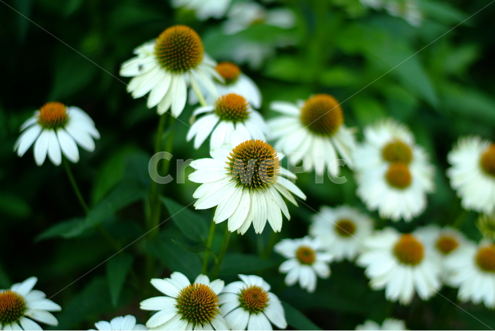 자연,꽃,흰꽃,화이트,그린,초록,풀,풀잎,흰색,식물,식물,자연,plants,nature,꽃,flower