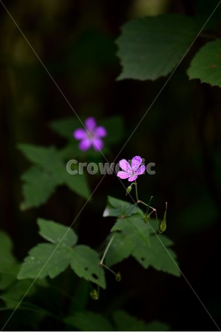 큰세잎쥐손이,야생화,식물,자연,꽃,생태,힐링,플라워,wildflower,flower,plants,nature,season,감성,느낌,emotion,feeling,여름,여러해살이풀,속씨식물,쌍떡잎식물,쥐손이풀목,분홍색,식물,자연,plants,nature,꽃,flower