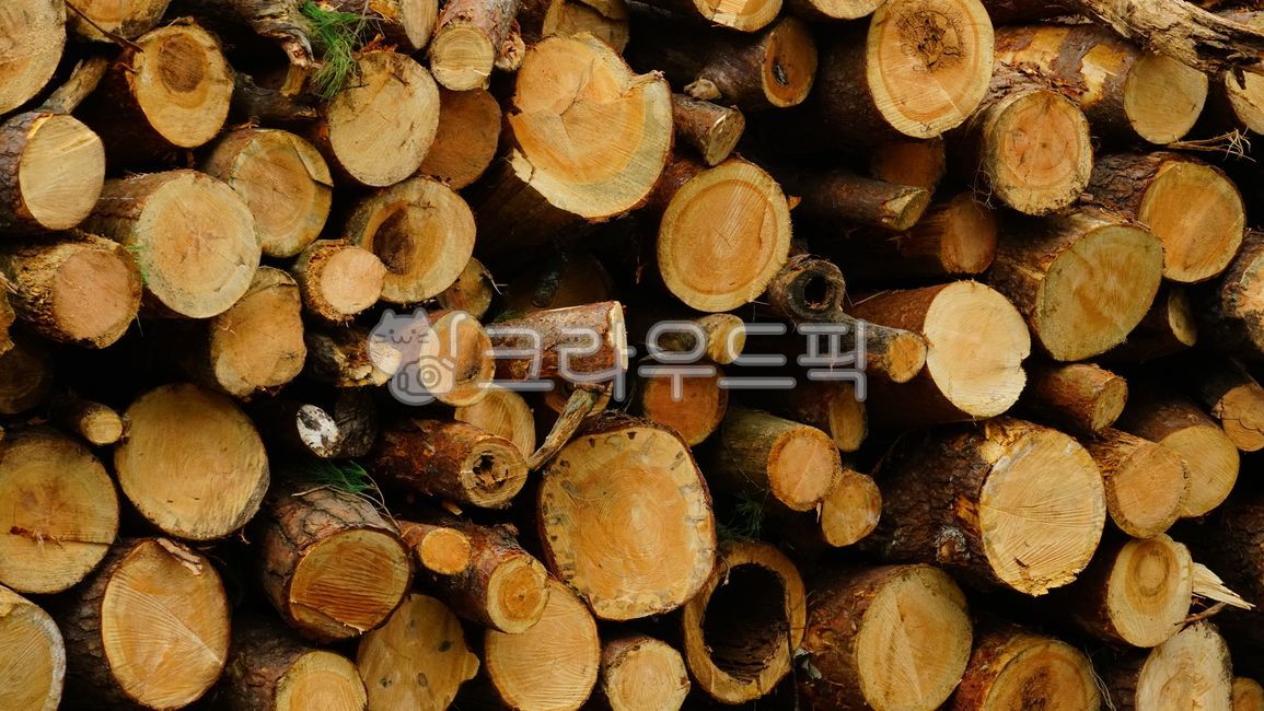 재선충,소나무,소나무재선충,소나무더미,나무더미,pinetree,woodfile,wood,pinewilt
