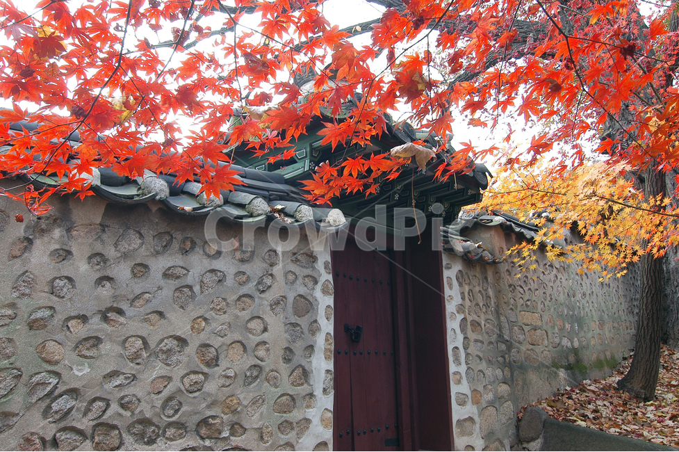 단풍,가을,낙엽,전통,한국,한국전통,문,건축,전통건축,담,담장,전통담,전통담장,무늬,문양,단풍나무,빨강,빨간,노랑,노란,창덕궁,고궁,궁,가을,계절,fall,autumn,season,한국전통,한국문화,korean traditional,korean culture,랜드마크,landmark,tourist attraction,한국랜드마크,한국관광지,한국명소,korea landmark,korea tourist attraction,건축물,건물외관,exterior,building,structure,architecture,construction,leaf,잎,plant,식물,tree,나무,maple