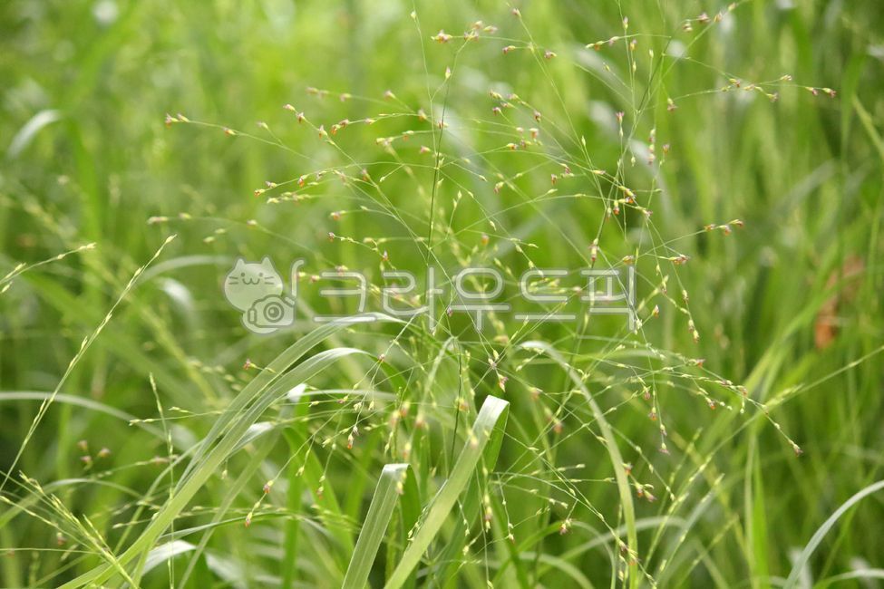 식물,plant,개기장,개기장풀,잡초,열매,씨앗