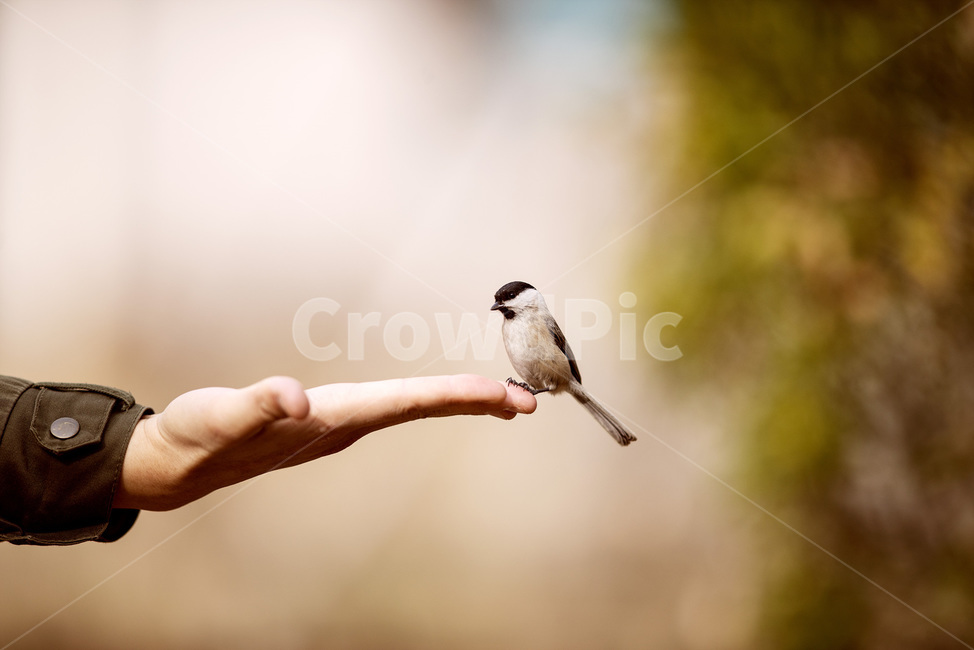 bird,새,동물,직박구리,animal,동물,animal,조류,새,birds
