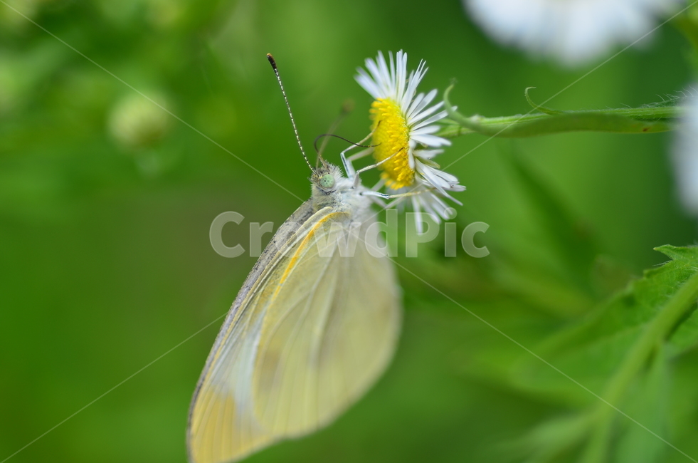 나비,꽃,여름,동물,식물,초록,butterfly,plants,green,animal,flower