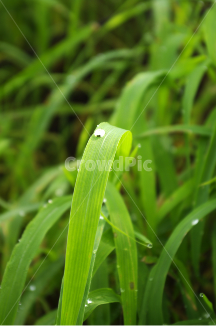 식물,plant,풀잎,물방울,초록,이슬,식물,자연,plants,nature