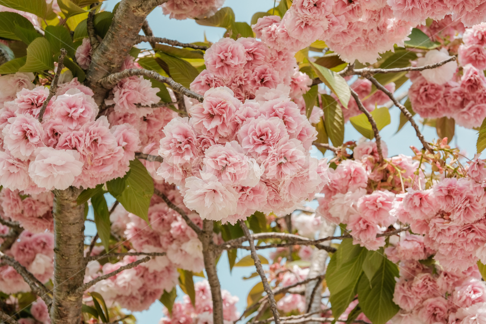 겹벚꽃,봄,봄꽃,감성사진,계절,자연풍경,봄,계절,spring,season,plant,식물,flower,꽃,blossom,cherry blossom,벚꽃