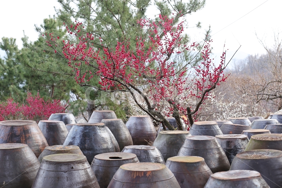항아리,매화마을,매화축제,매화꽃,매화,flower,봄,계절,spring,season,한국전통,한국문화,korean traditional,korean culture,식물,자연,plants,nature,꽃,flower,사물,물건,오브젝트,thing,object,matter,plant