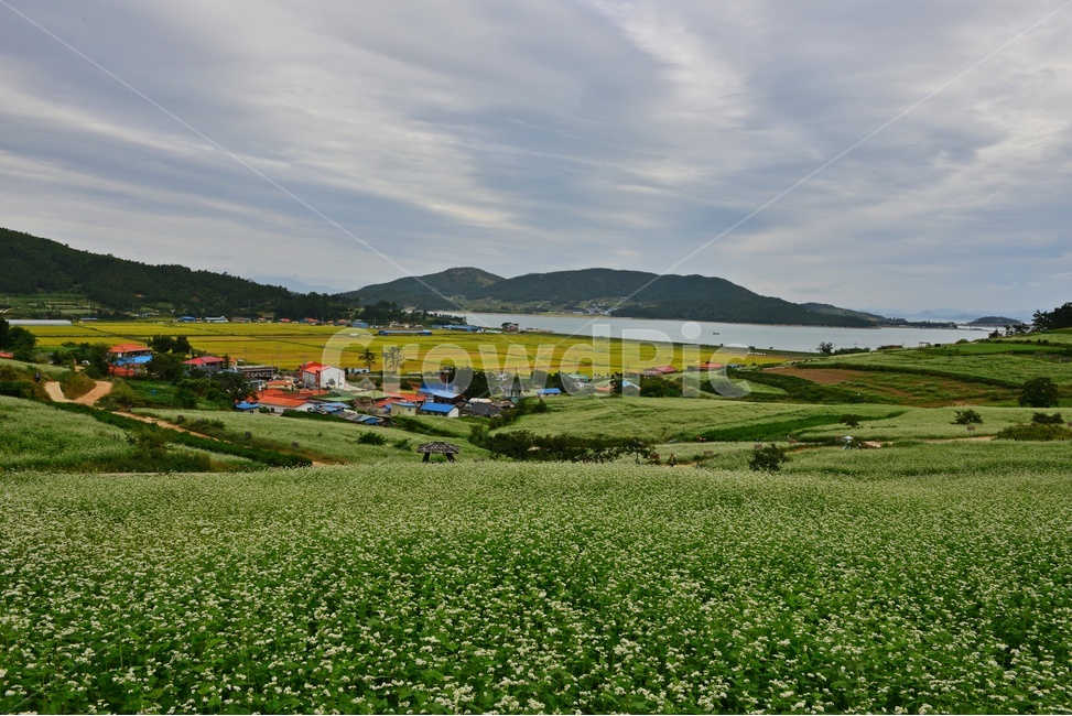 nature,자연,plant,outdoors,옥외,blossom,flower,꽃,field,들,grassland,rural,농촌,farm,농장,meadow,목초지,장흥,선학동마을,메밀곷축제,논,농업,농사,농경,경작,바다,하늘,구름