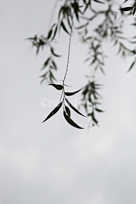 버들잎,버드나무,나무,나무잎,배경,식물,자연,plants,nature