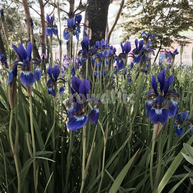 식물,plant,꽃,flower,붓꽃,햇빛,보라색,초록색,자연