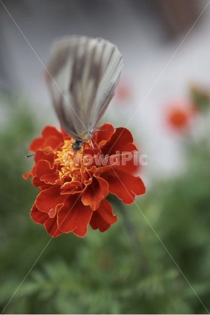 꽃,나비,자연,곤충,빨강,식물,자연,plants,nature,꽃,flower,동물,animal,곤충,벌레,insect,bug
