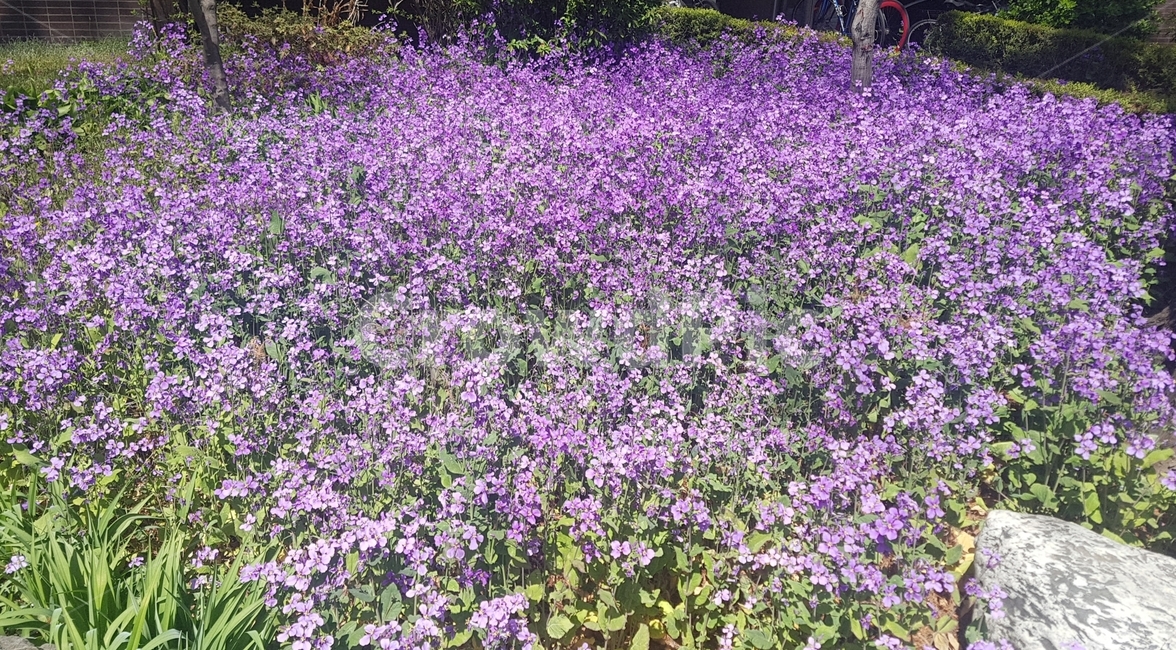 보라꽃,꽃,봄꽃,봄,보라색꽃
