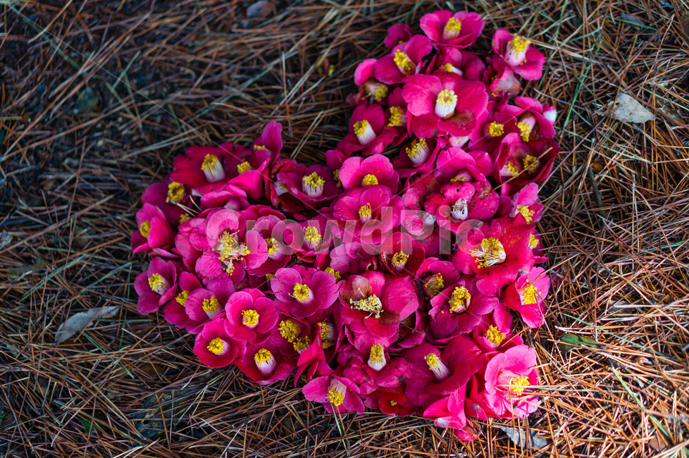 동백꽃,동백,여수,오동도,하트,flower,봄,감성사진,식물,자연,plants,nature,꽃,flower