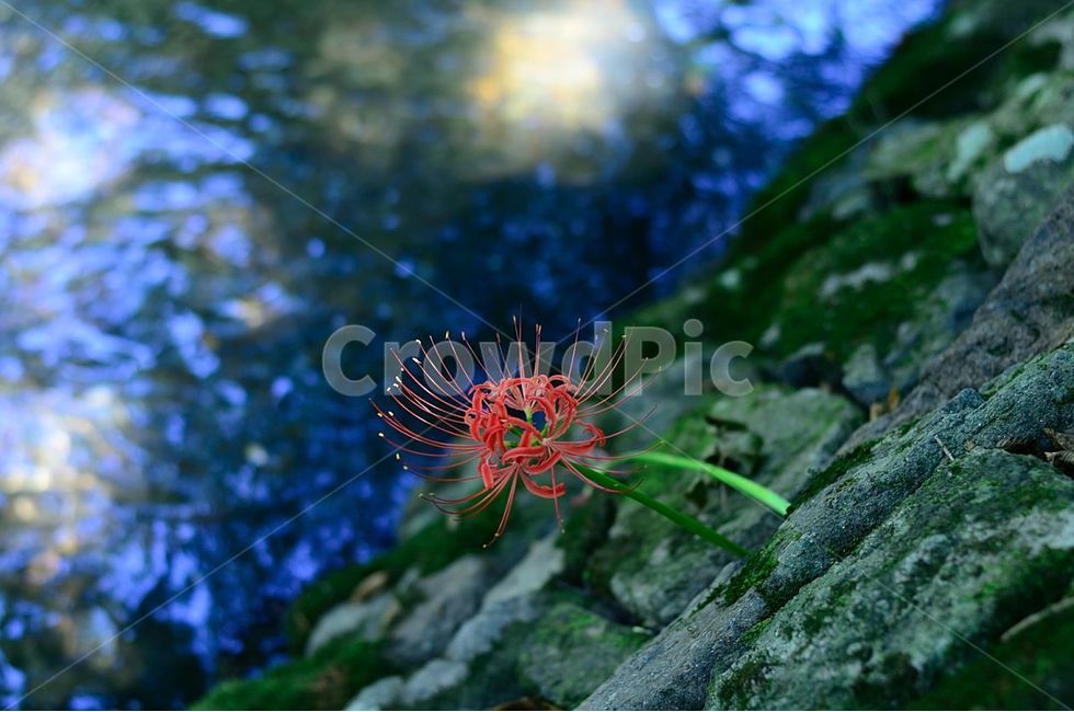 상사화,가을,꽃,flower,식물,plant,식물,자연,plants,nature,꽃,flower