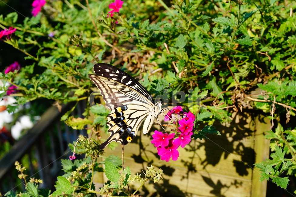 나비,꽃,호랑나비,곤충,자연,식물,자연,plants,nature,꽃,flower,동물,animal,곤충,벌레,insect,bug