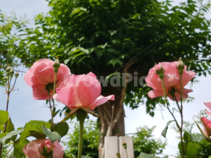 꽃,rose,장미,flower,식물,핑크로즈,핑크장미,식물,자연,plants,nature,꽃,flower