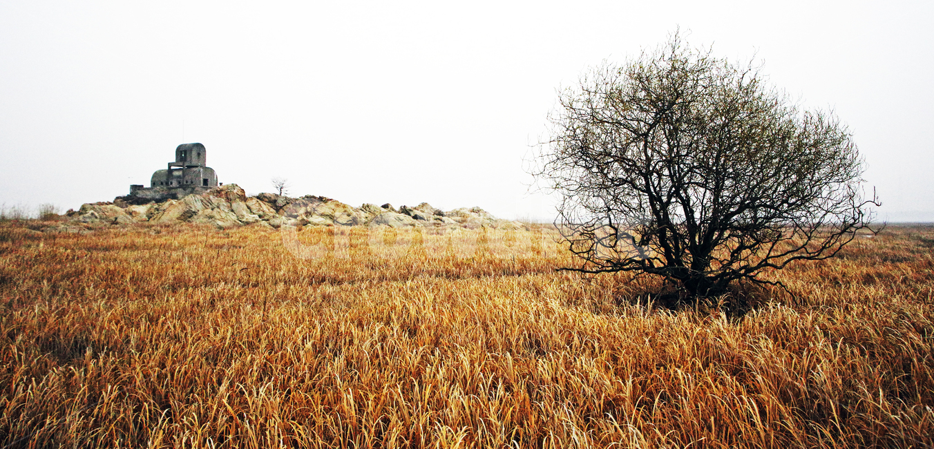 초원,나무,벌판,오지,자연,가을,자연,풍경,nature,landscape,savanna,대초원,outdoors,옥외,grassland,목초지,field,들,plant,식물