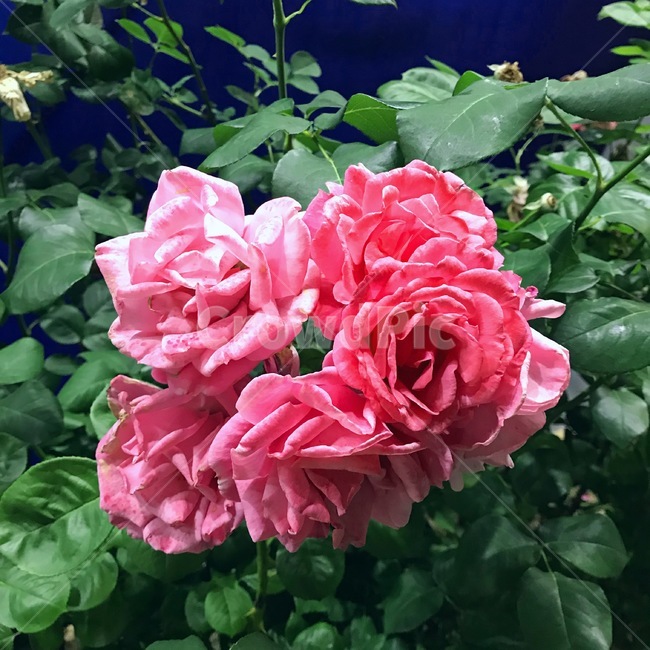 자연,꽃,봄,여름,장미,식물,자연,plants,nature,꽃,flower