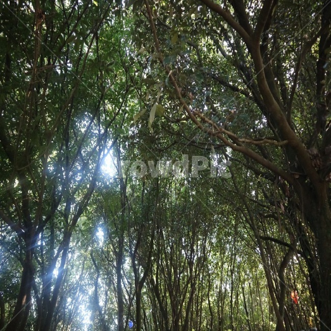 숲,자연,나무,하늘,햇빛,숲속,자연,풍경,nature,landscape,plant,식물