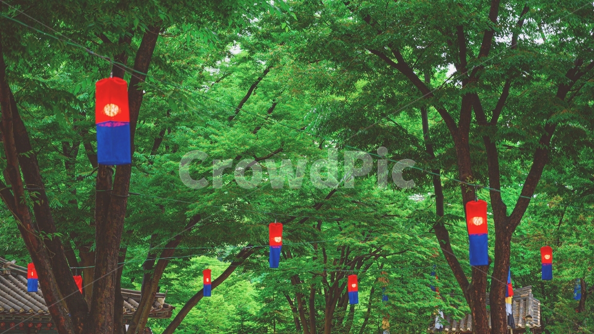 등불,한국민속촌,나무,한옥,기화,자연,풍경,nature,landscape,한국전통,한국문화,korean traditional,korean culture,light,빛