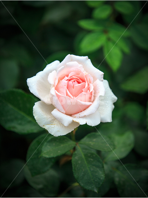 장미,순수,백색,아름다움,자연,식물,자연,plants,nature,꽃,flower