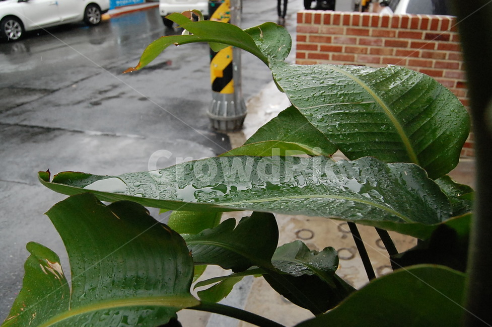 비오는날,빗물,식물,rain,plant,잎,푸른잎,화초,rainyday,leaf