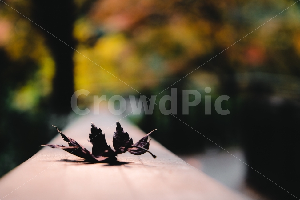 가을,단풍,낙엽,감성,보케,아웃포커싱,감성사진,가을,계절,fall,autumn,season,식물,자연,plants,nature,감성,sensible,feeling,leaf,잎,plant,insect,곤충,animal,동물,invertebrate,무척추 동물