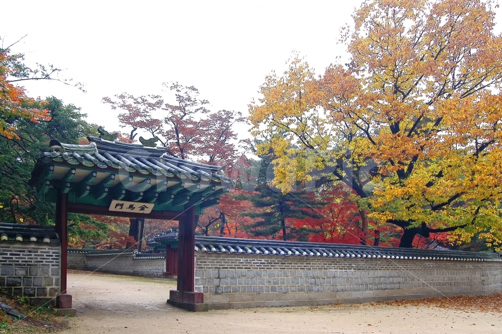 가을,단풍,창덕궁,비원,후원,가을풍경,한국,한국전통,자연,풍경,전통건축,관광,여행,금마문,문,담,담장,전통,가을,계절,fall,autumn,season,랜드마크,landmark,tourist attraction,한국전통,한국문화,korean traditional,korean culture