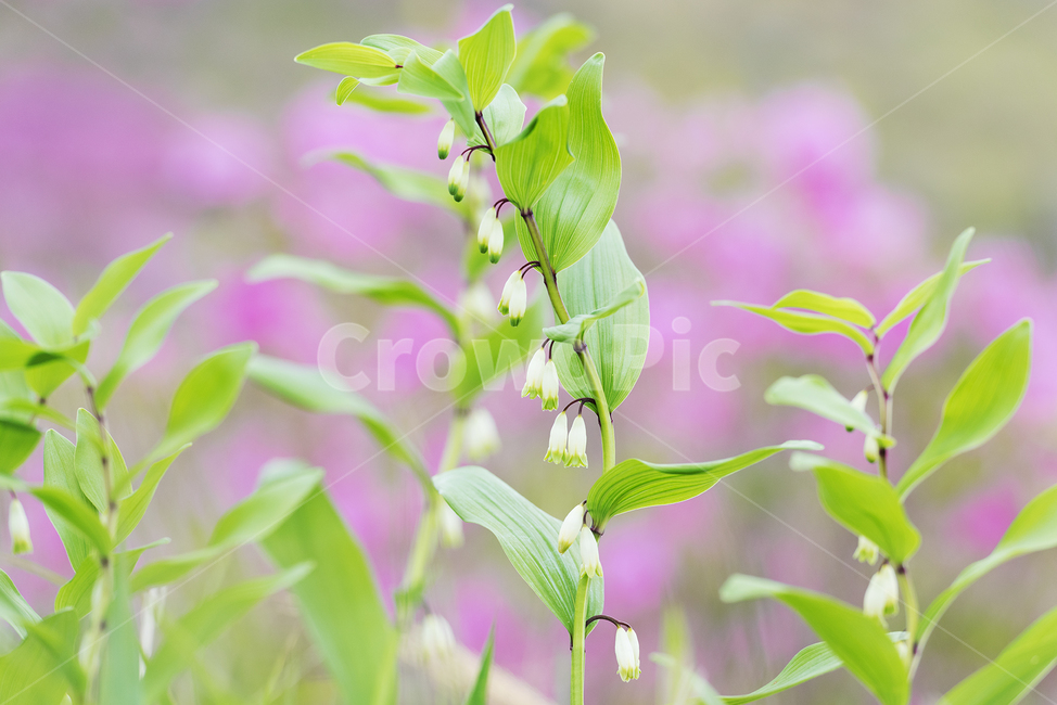 봄색,초록,싱그러움,둥글래,둥글래꽃,식물,자연,plants,nature,꽃,flower