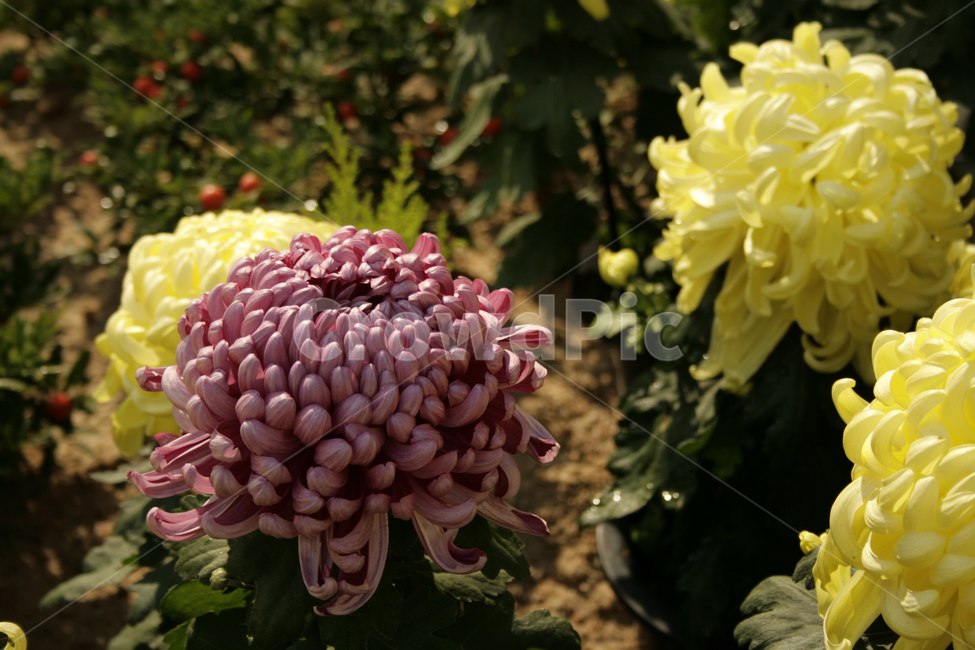 국화,꽃,가을,color,flower,식물,자연,plants,nature,꽃,flower
