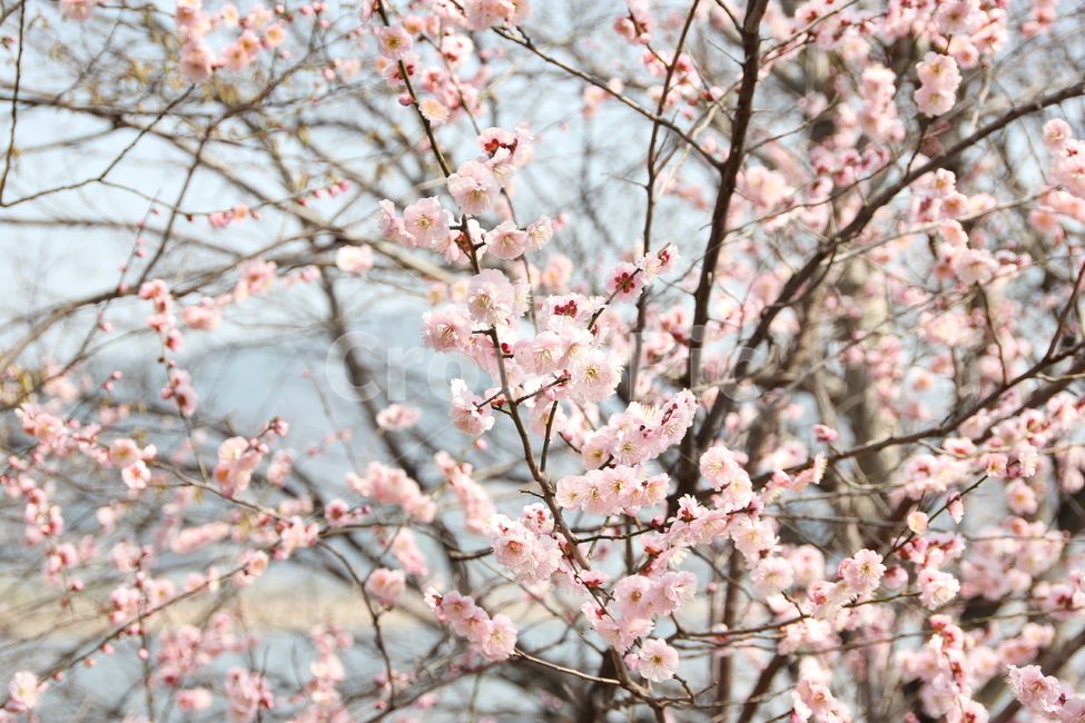 봄,매화,꽃,자연,매화꽃,식물,자연,plants,nature,꽃,flower