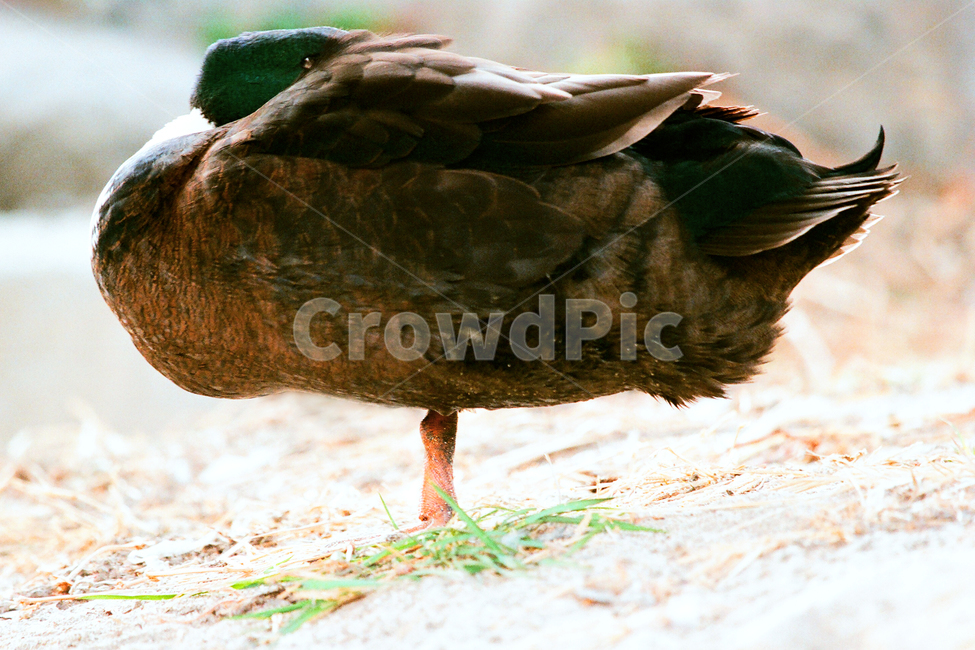 필름,필름사진,필름느낌,필름감성,오리,야생동물,휴식,쉼,동물,새,animal,bird,duck,동물,animal,조류,새,birds