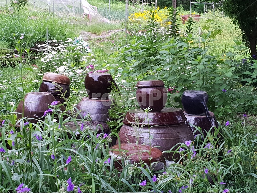 항아리,뜰,정원,꽃과항아리,장독,배경,배경이미지,배경화면,한국전통,한국문화,korean traditional,korean culture