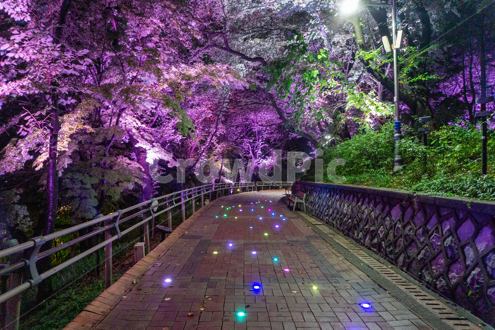인천,자유공원,야경,led,나무,야간,공원,산책,산보,산길,path,통로,보도,수풀