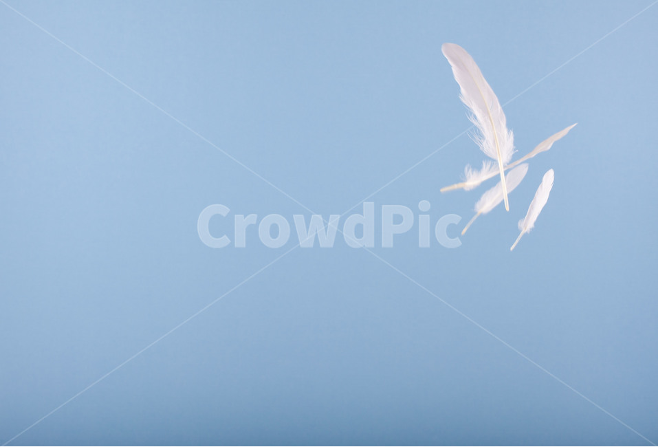깃털,순간포착,새,흰털,feather,날개,wing,감성,몽환,환생,신기루,연출,컨셉,콘셉,direction,concept