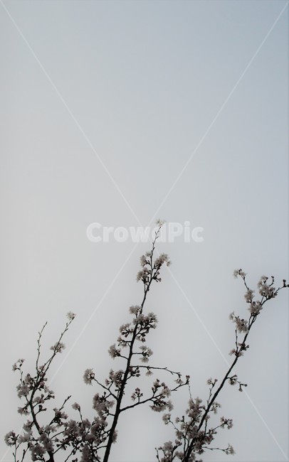 벚꽃,cherryblossom,봄,spring,벚나무,봄맞이,가지,꽃나무,cherryflower,cherrytree,twig,sky,하늘,차가움